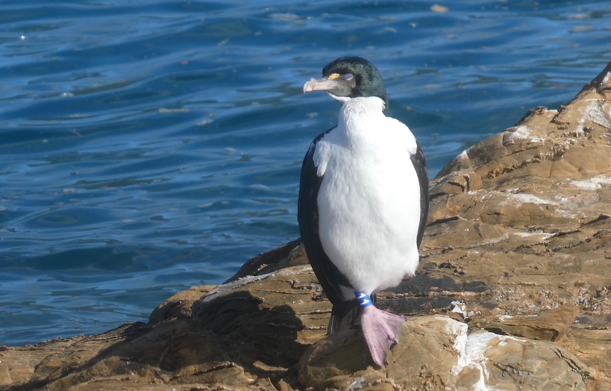 New Zealand King Shag - ML647032471