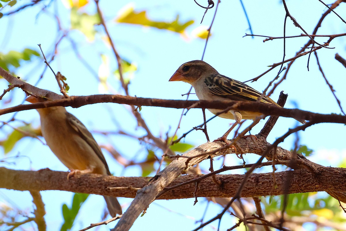 rødvever - ML647032475