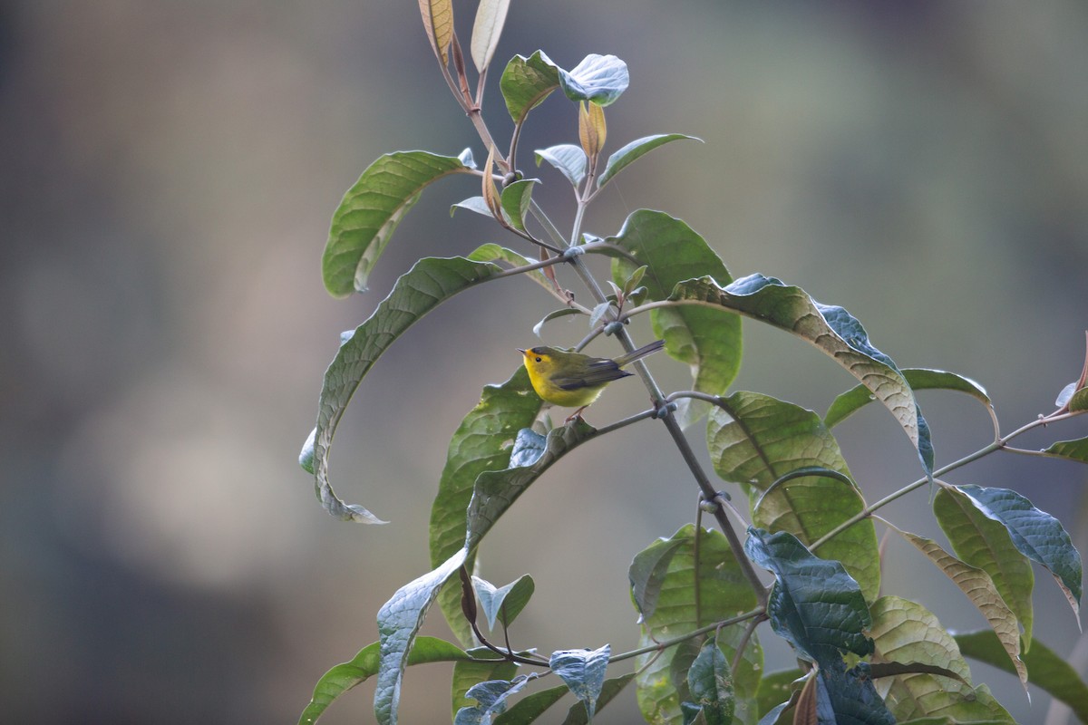 Wilson's Warbler - ML647032478
