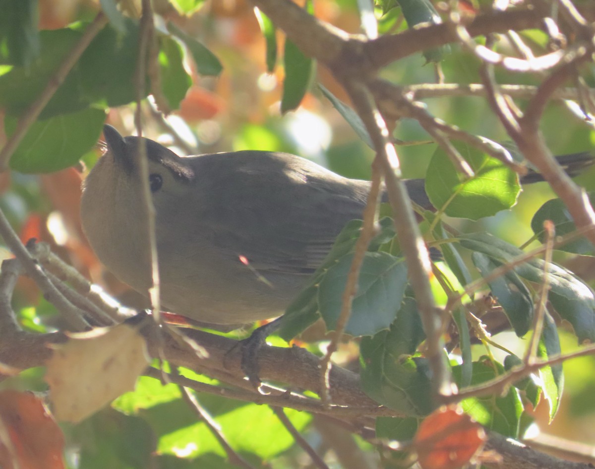 Gray Catbird - ML647032481