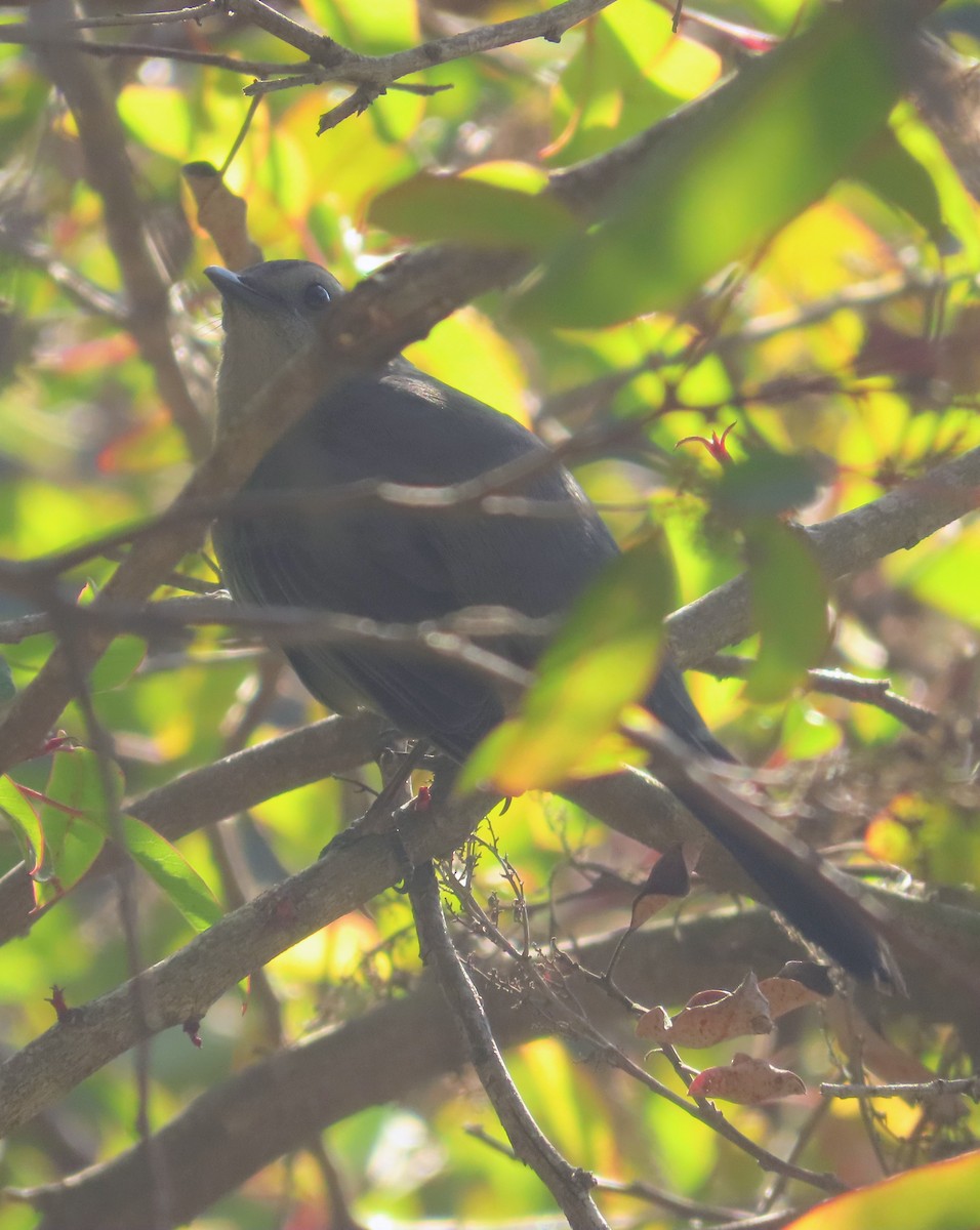 Gray Catbird - ML647032482