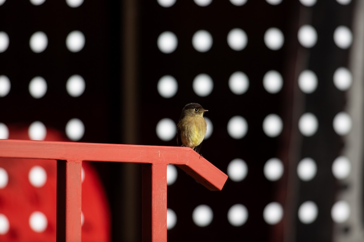 Black-capped Flycatcher - ML647032488