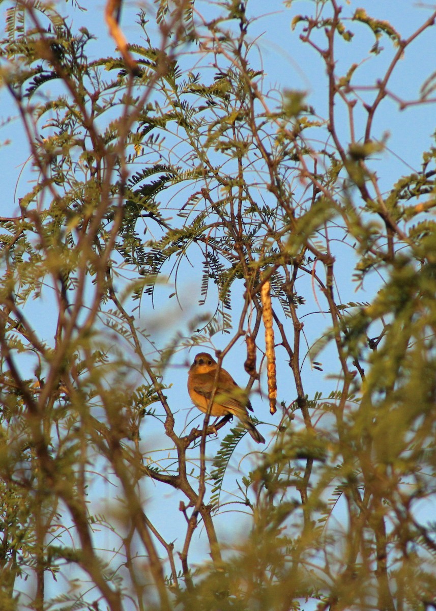 Varied Bunting - ML647032491