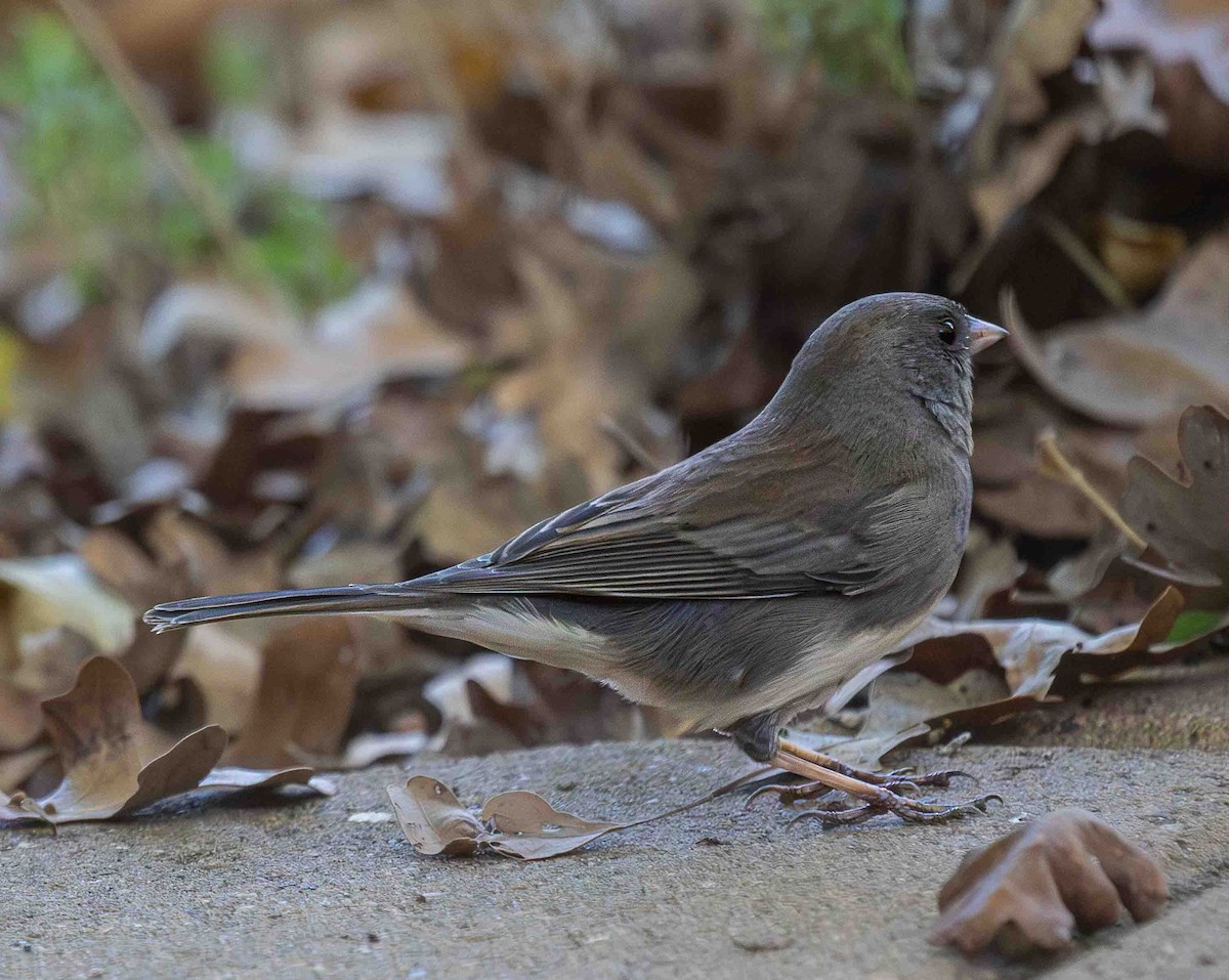 Winterammer (hyemalis/carolinensis) - ML647032501