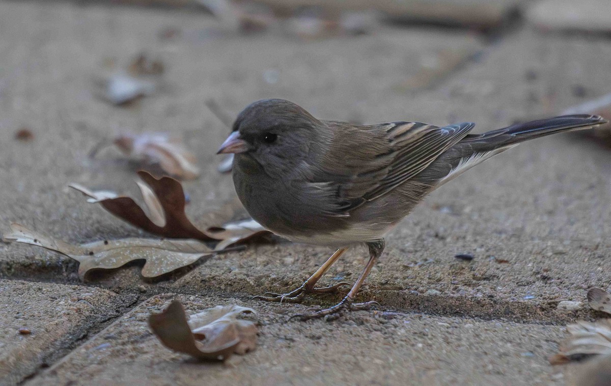 Winterammer (hyemalis/carolinensis) - ML647032502