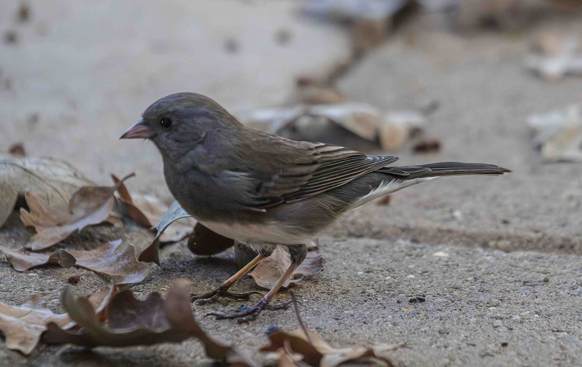 Winterammer (hyemalis/carolinensis) - ML647032503