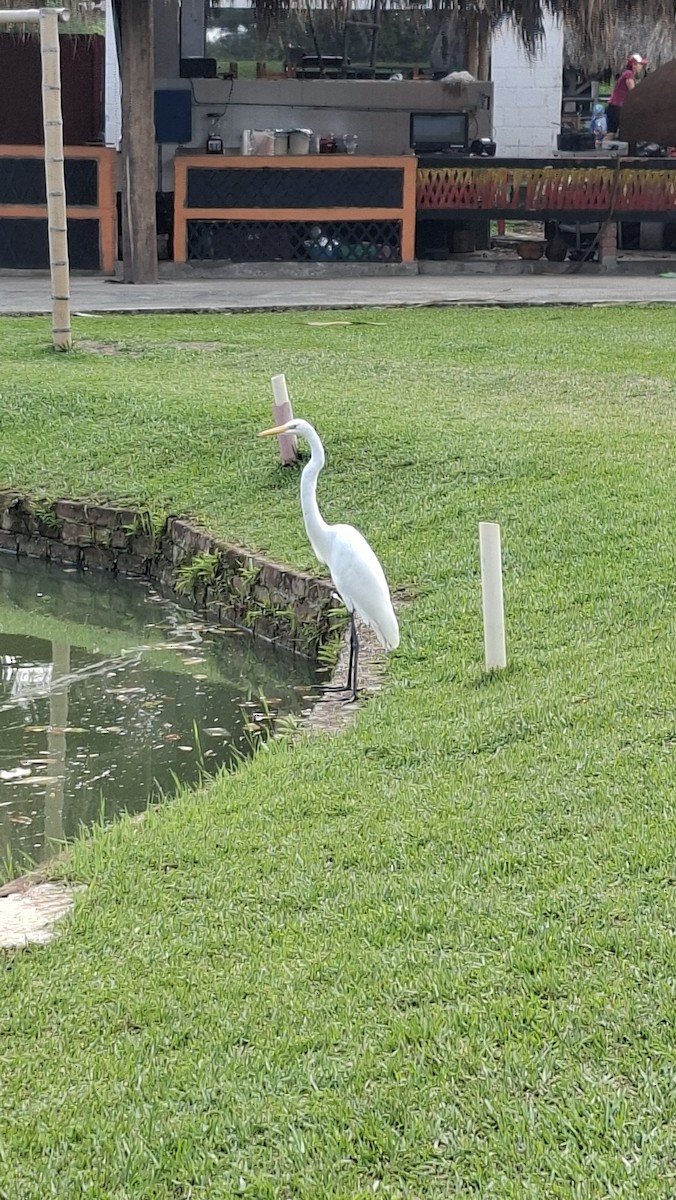 Koartzatxo itzaina - ML647032508