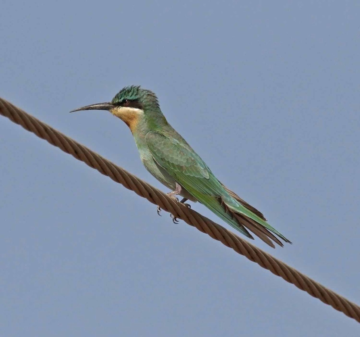 vlha modrolící - ML647032510