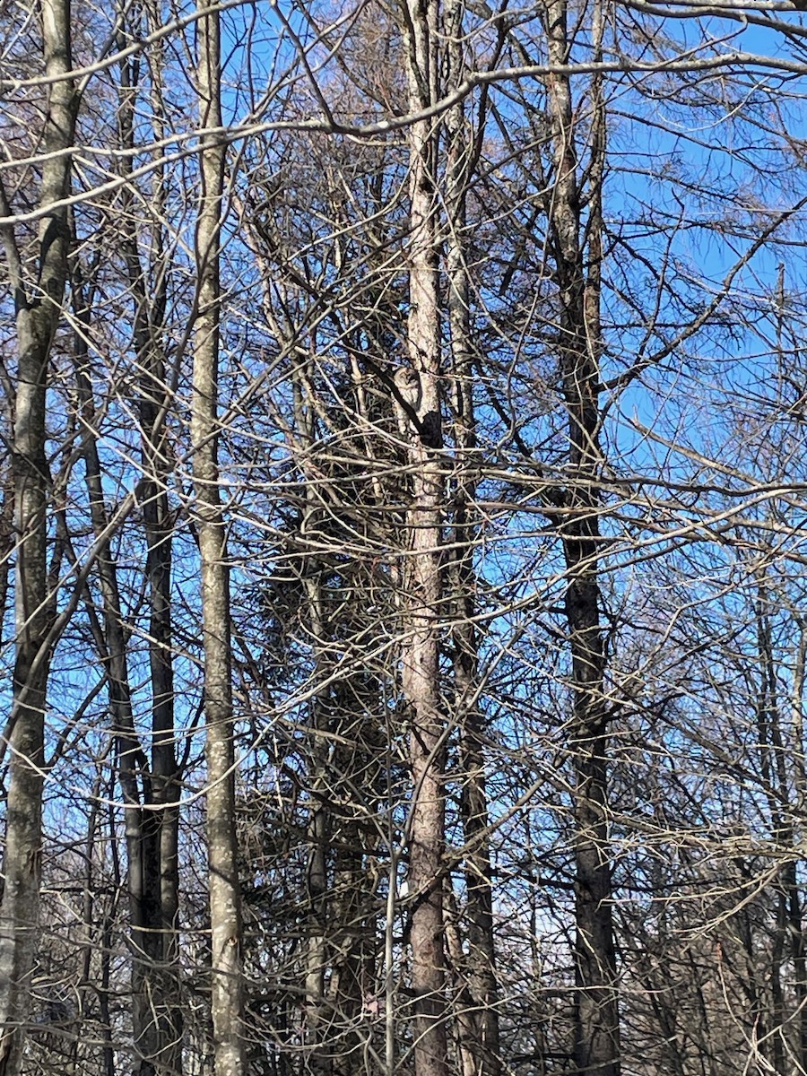 Barred Owl - ML647032512