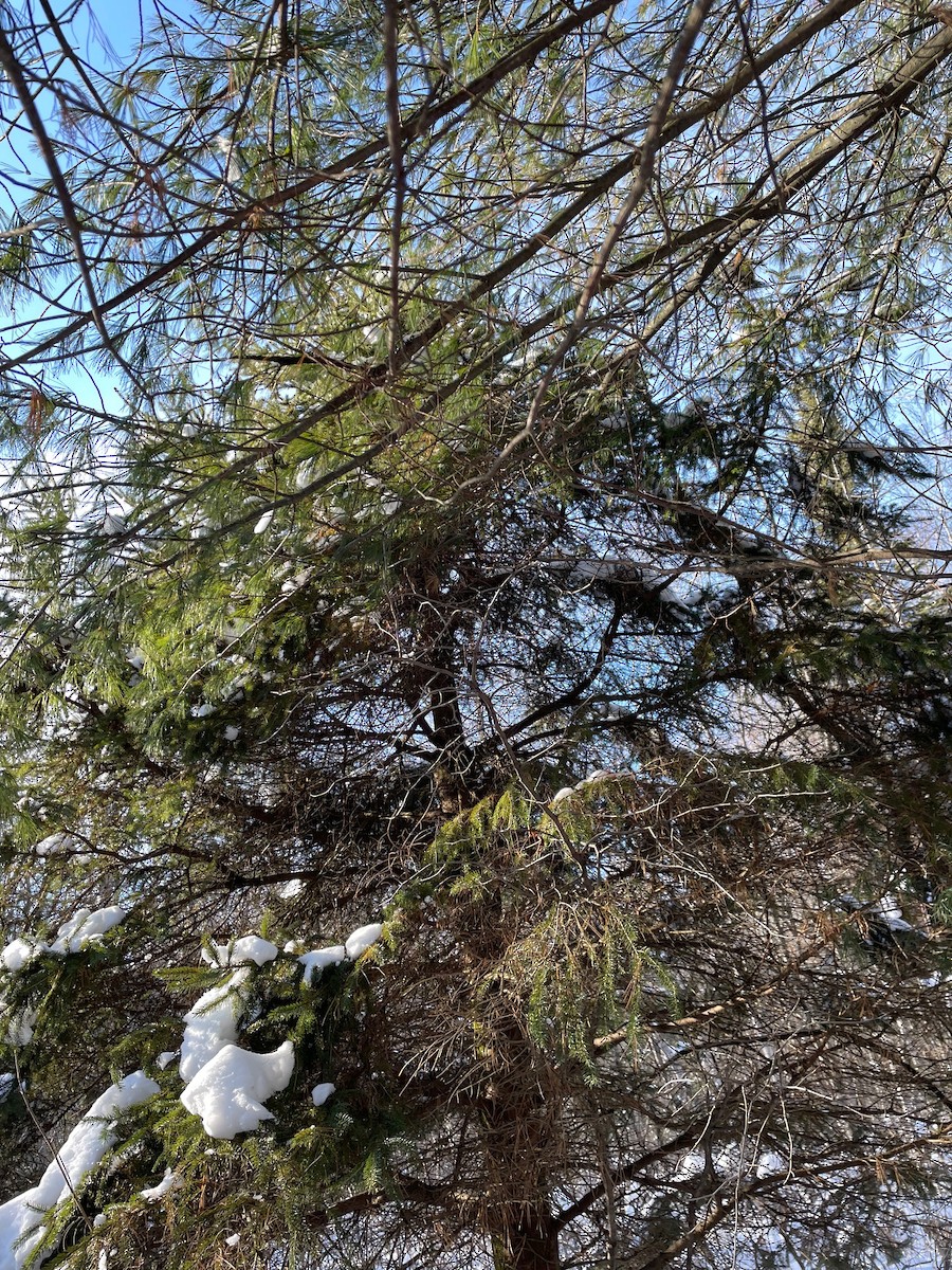 Northern Saw-whet Owl - ML647032522