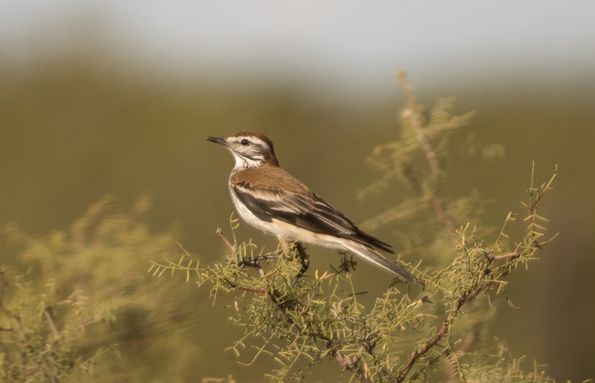 Rusty-backed Monjita - ML647032523