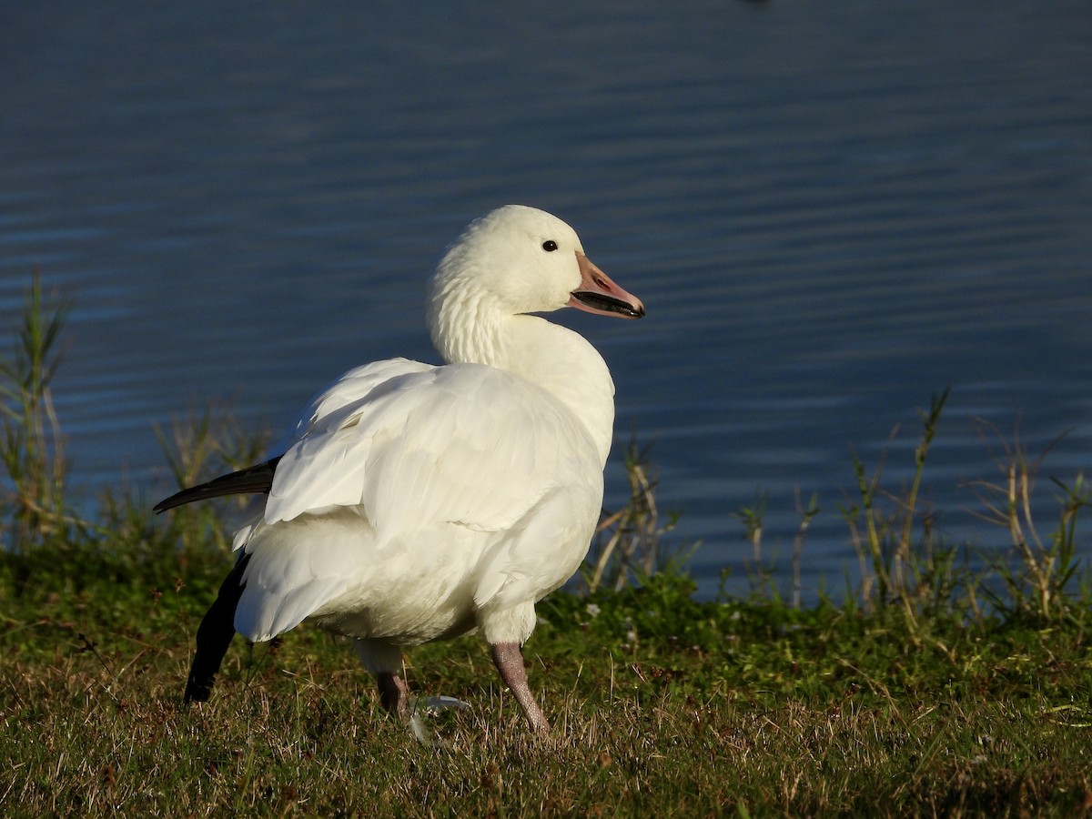 Ánsar Nival - ML647032524