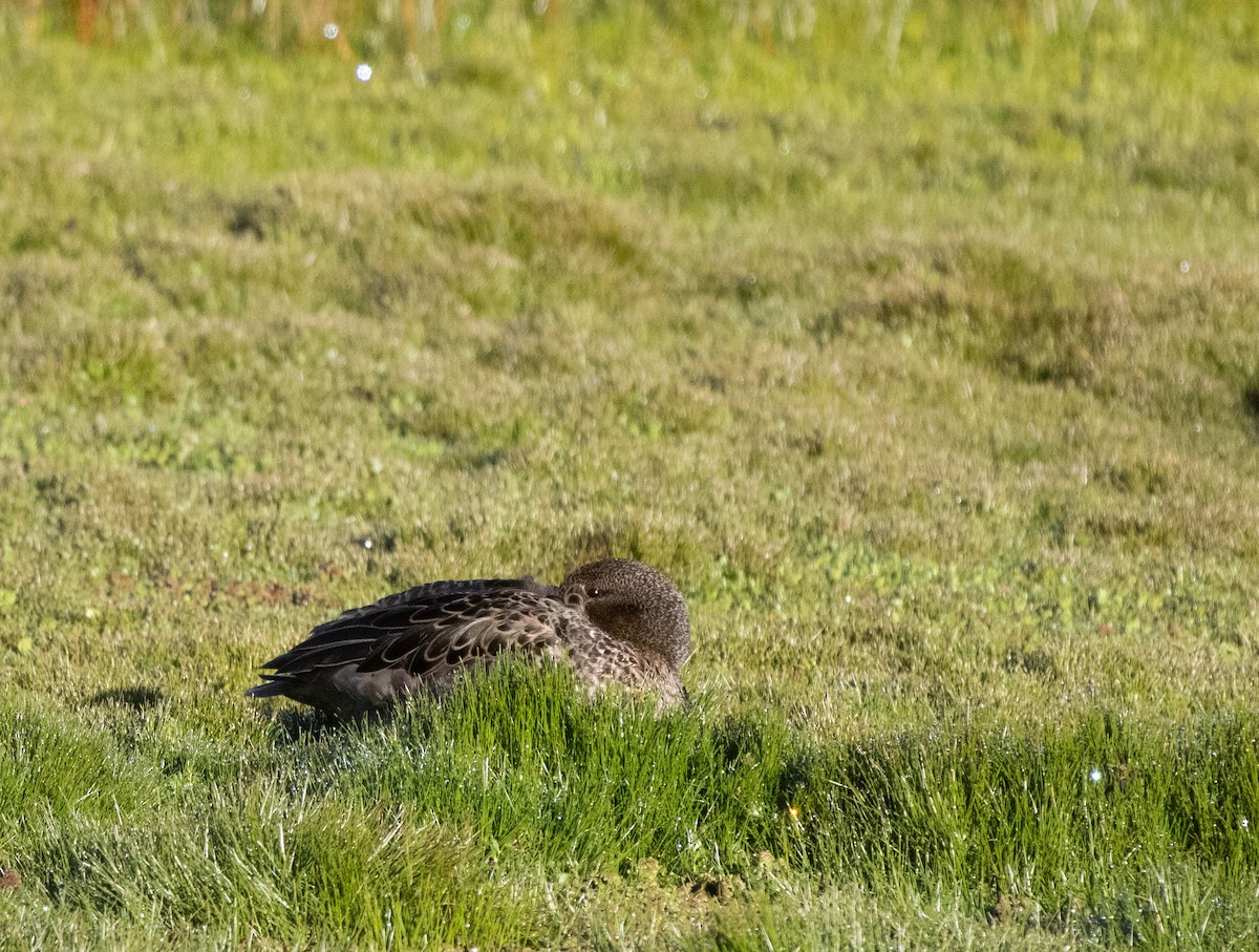 Andean Teal - ML647032525