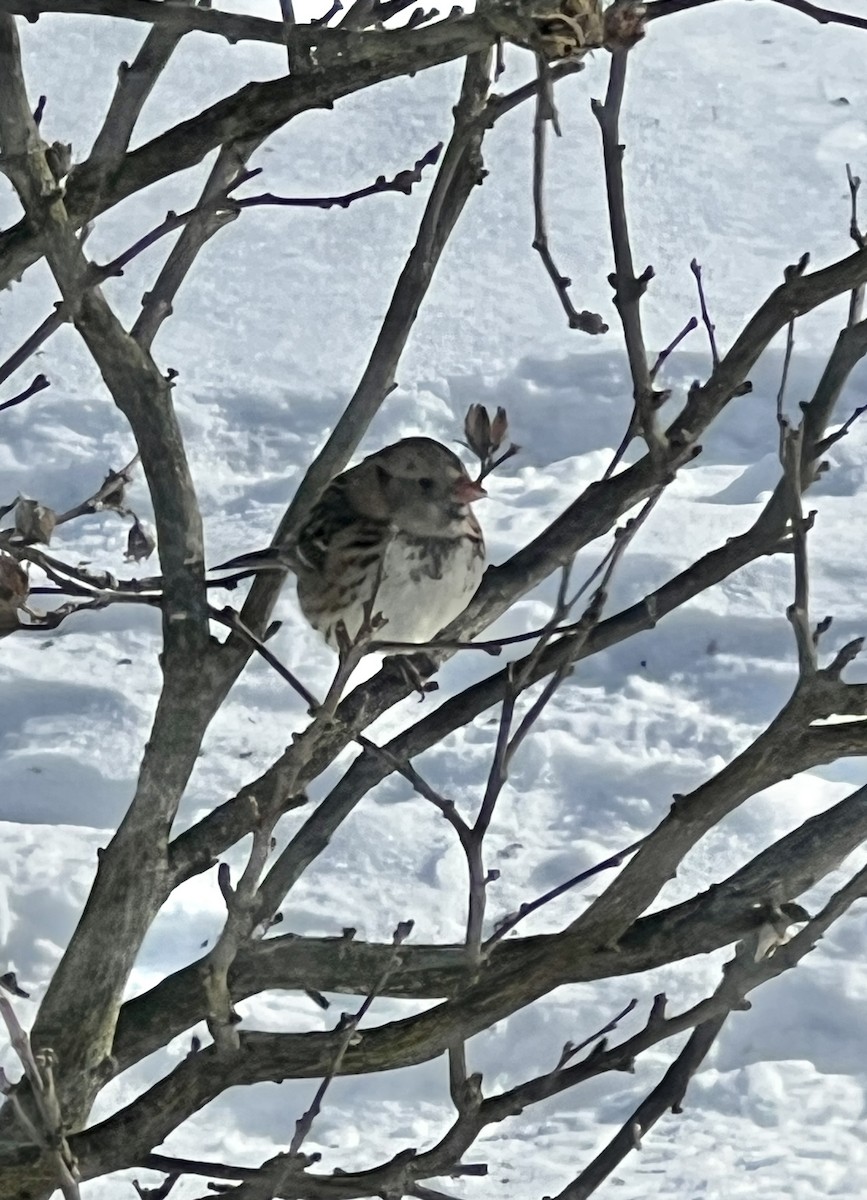 granspurv - ML647032528