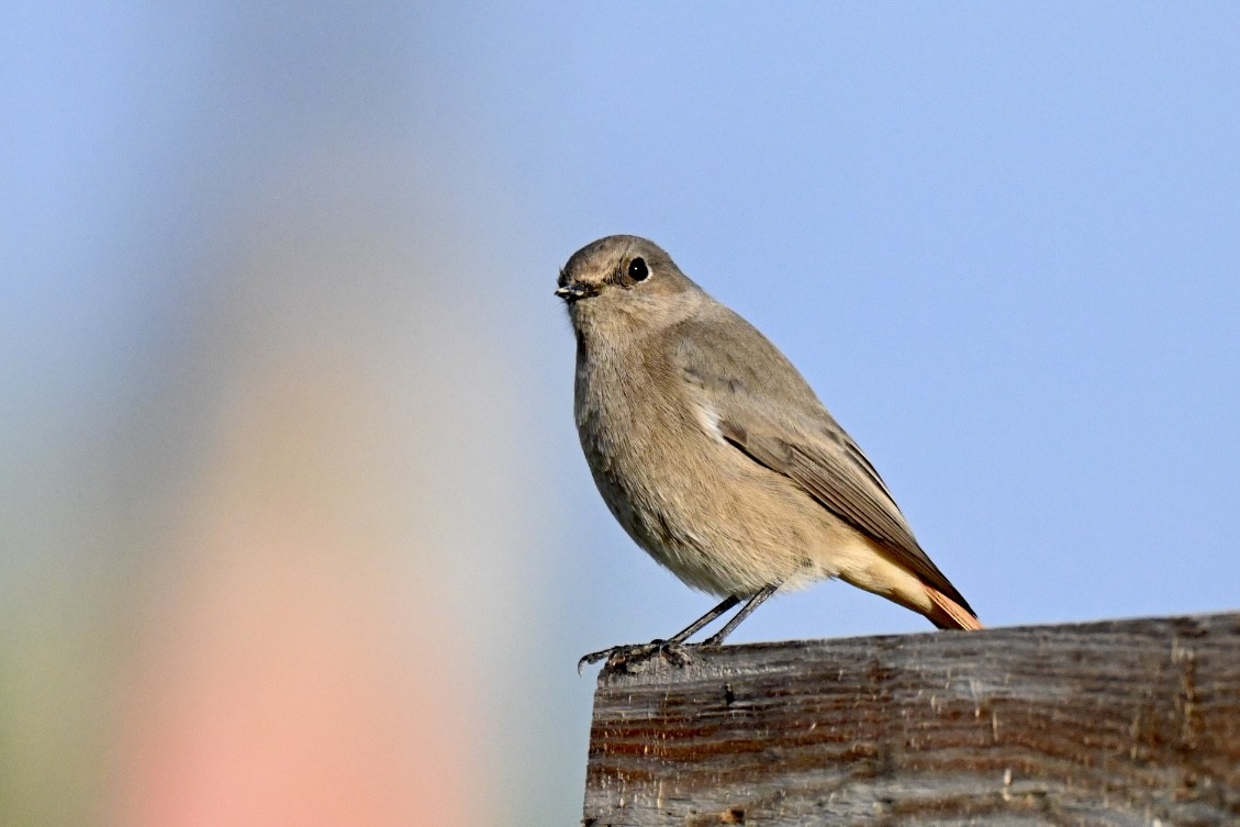 rehek domácí - ML647032530