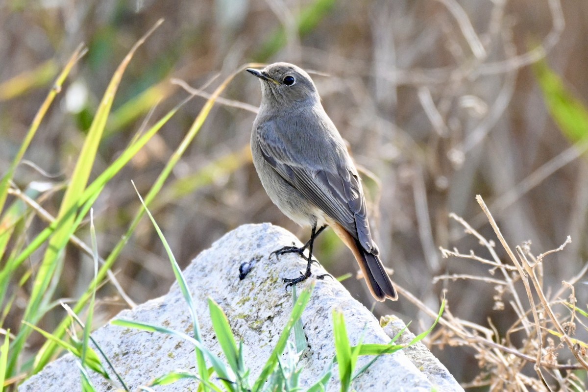 rehek domácí - ML647032531