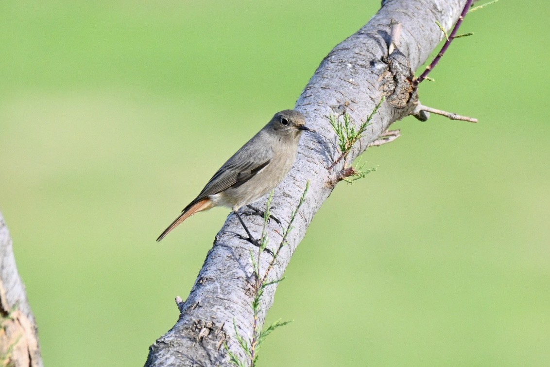 rehek domácí - ML647032532