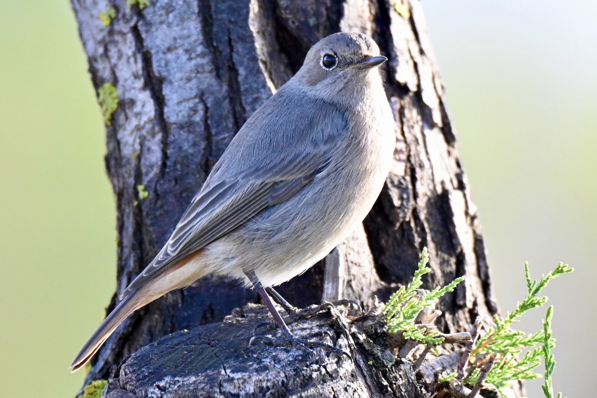 rehek domácí - ML647032533