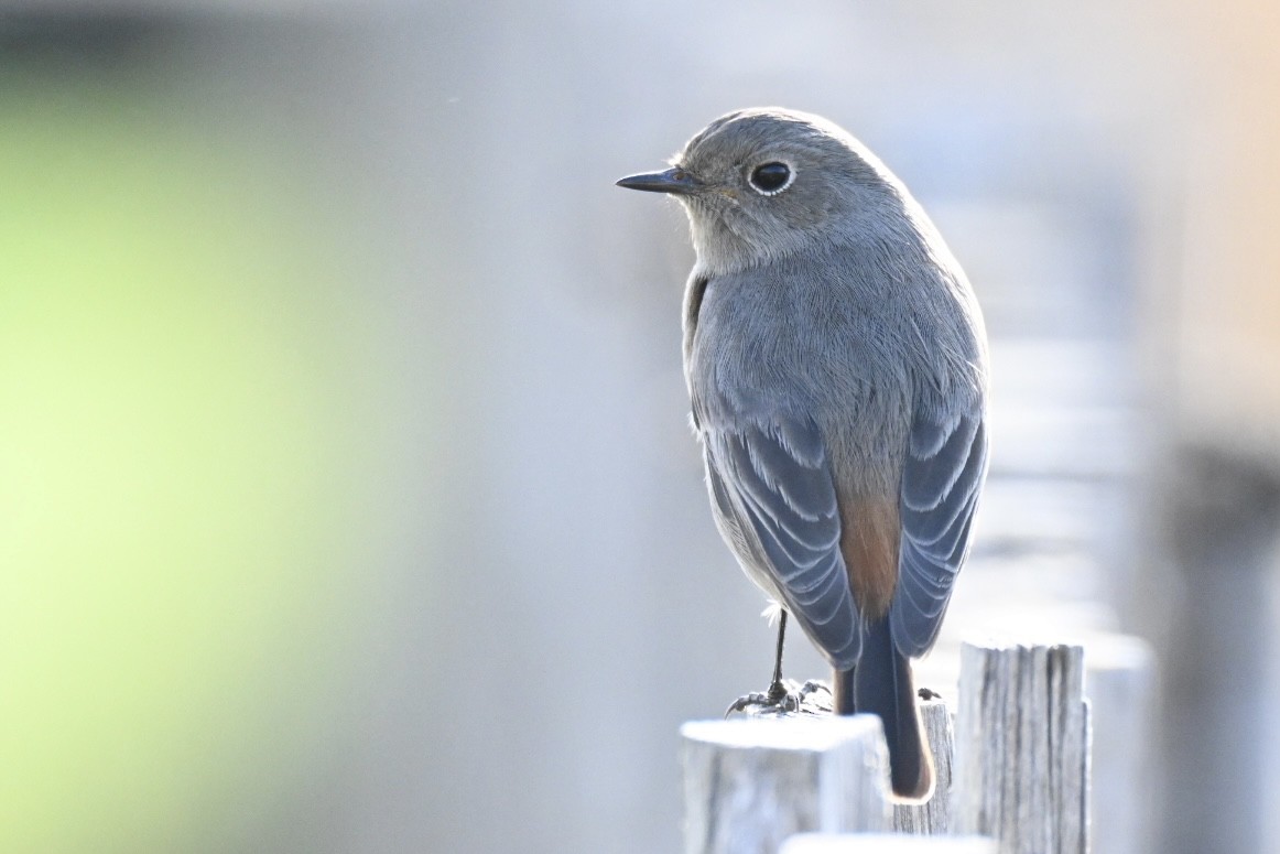 rehek domácí - ML647032534