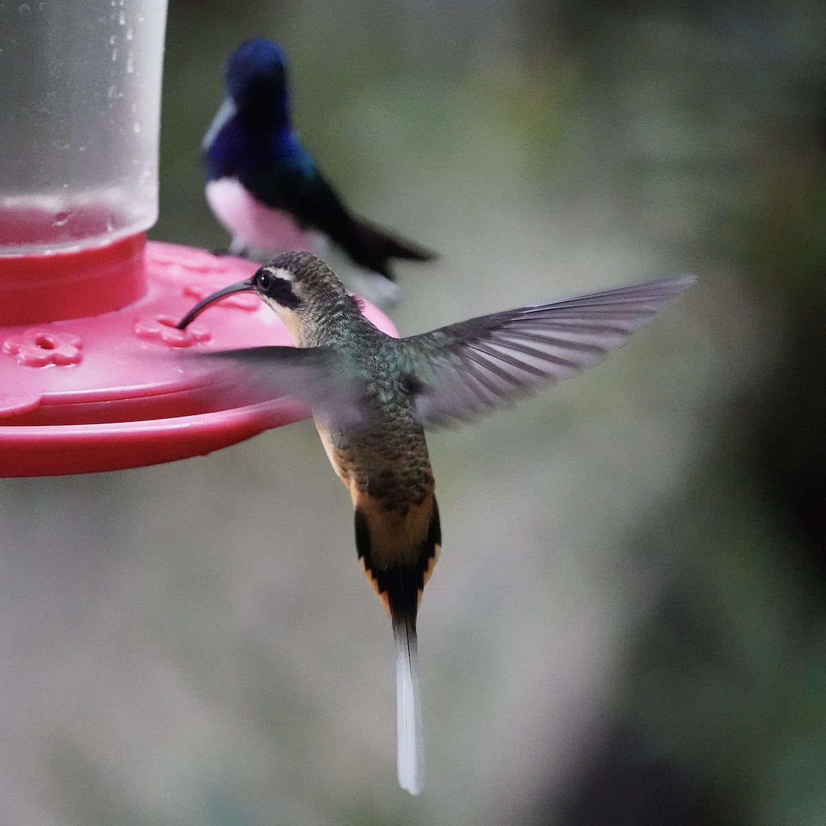 Tawny-bellied Hermit - ML647032545