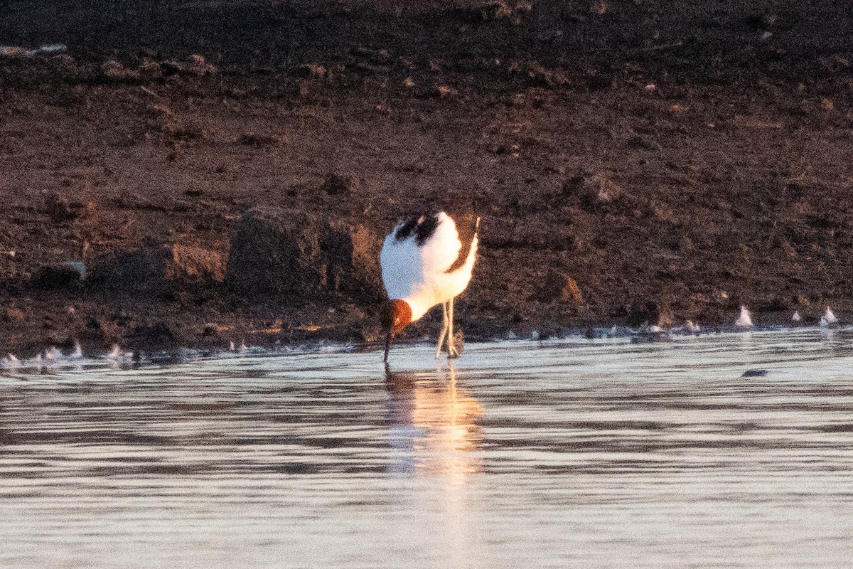 Red-necked Avocet - ML647032553