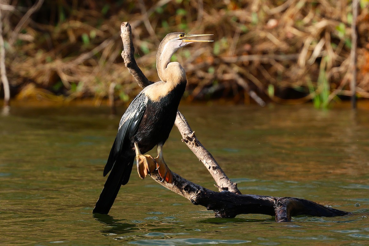 Anhinga Africana - ML647032554