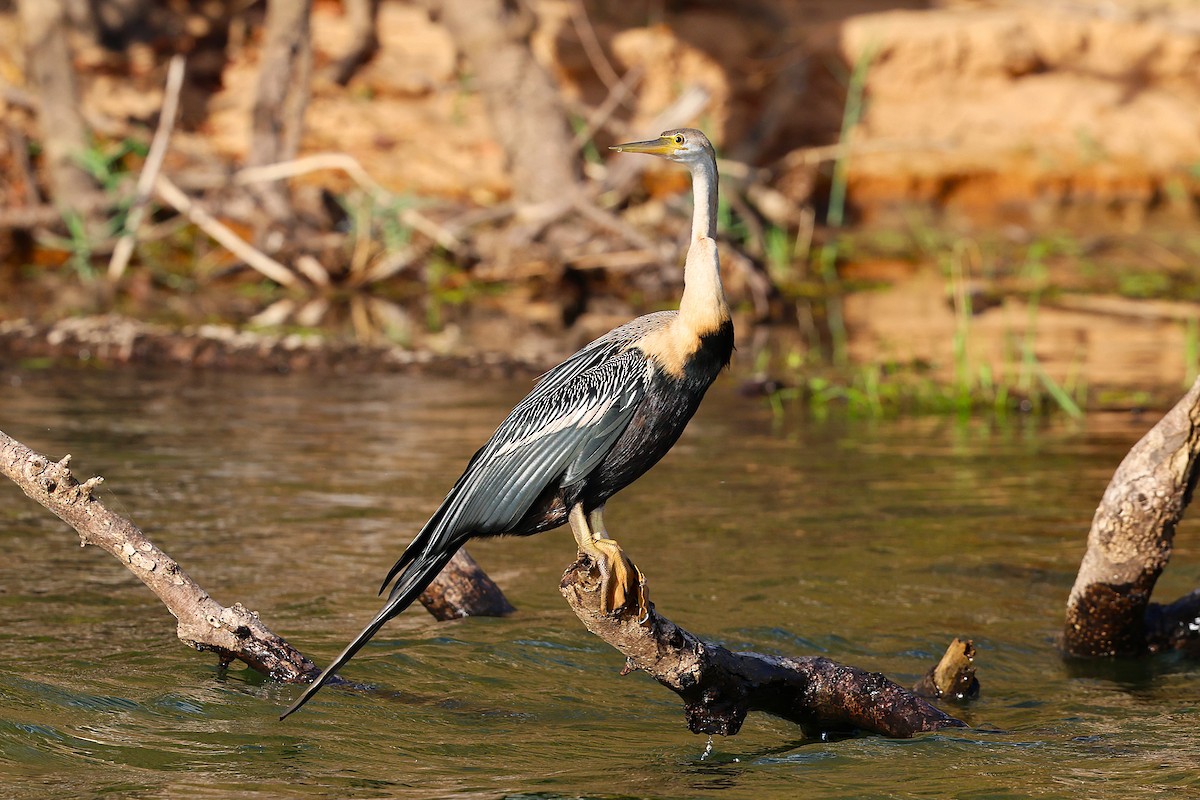 Anhinga Africana - ML647032555