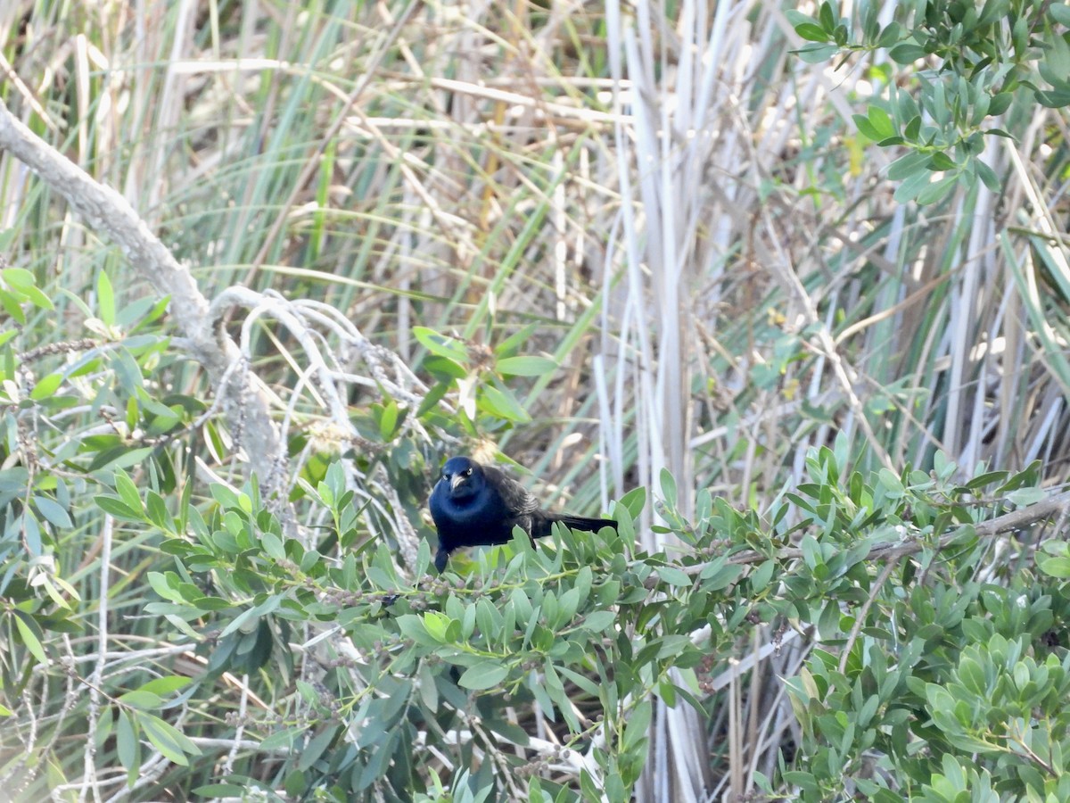 Boat-tailed Grackle - ML647032557