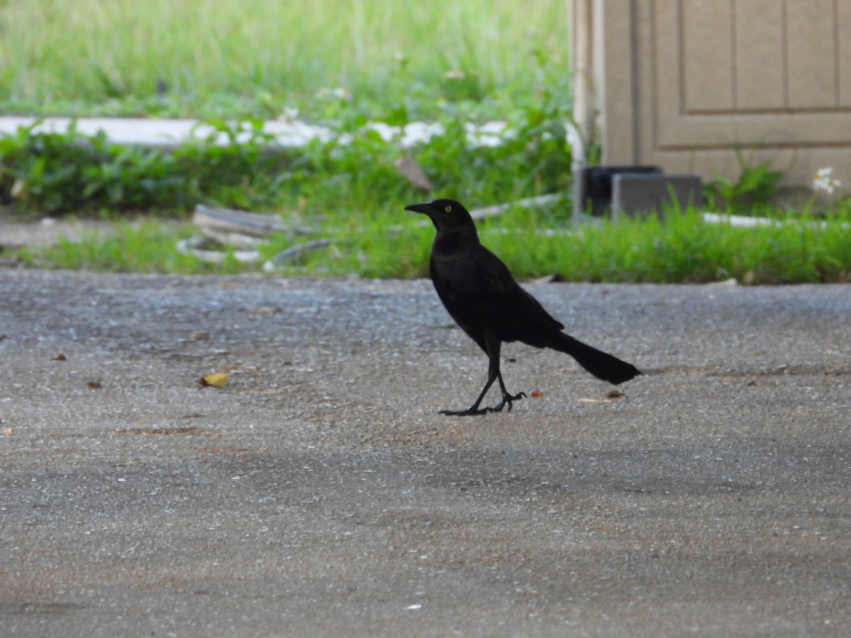 Boat-tailed Grackle - ML647032558
