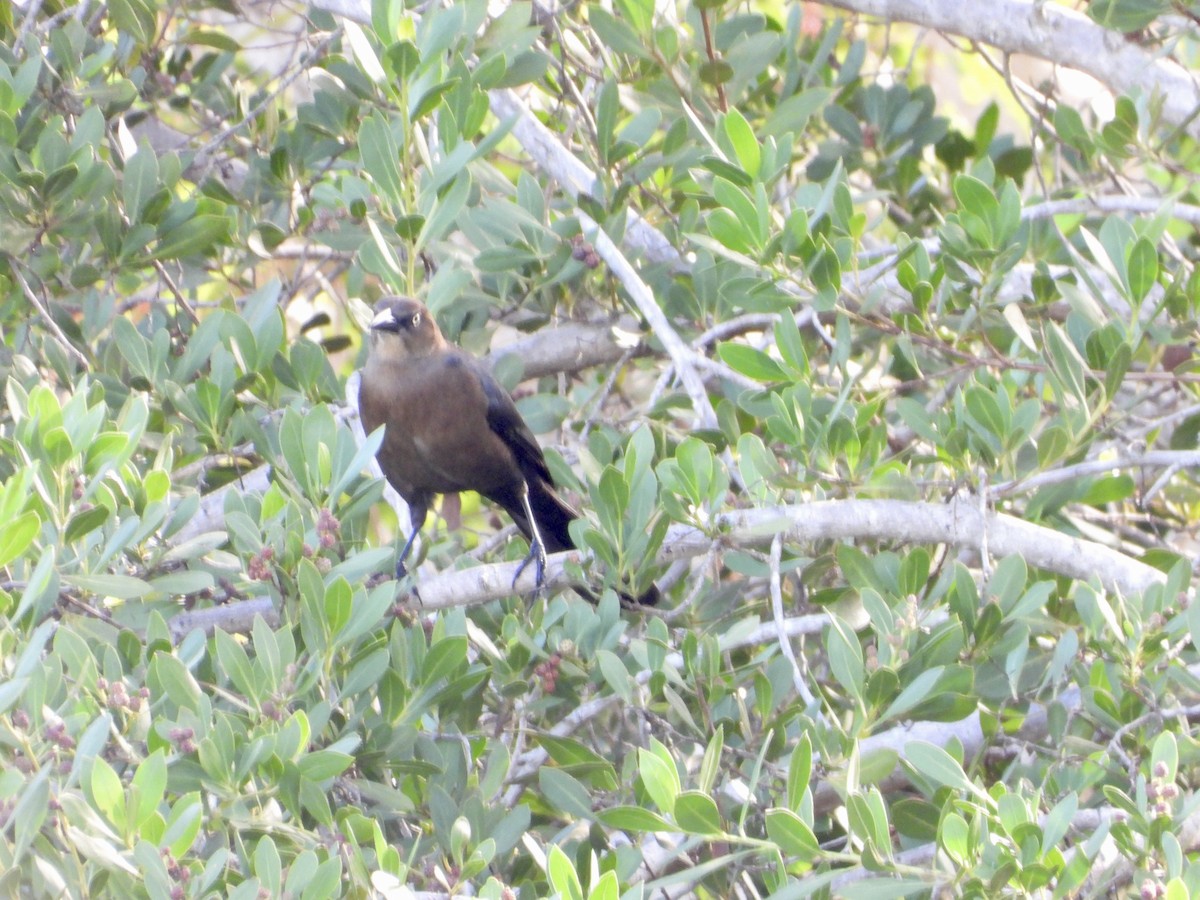 Zanate Marismeño - ML647032559