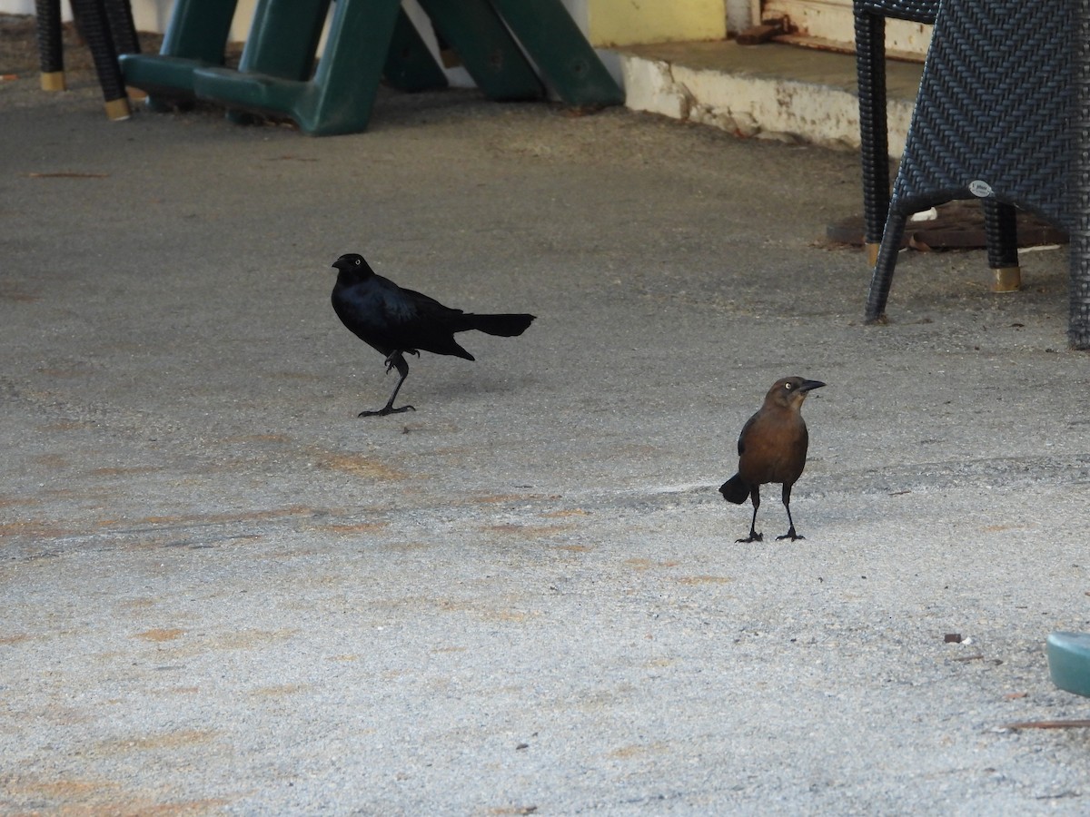 Boat-tailed Grackle - ML647032560