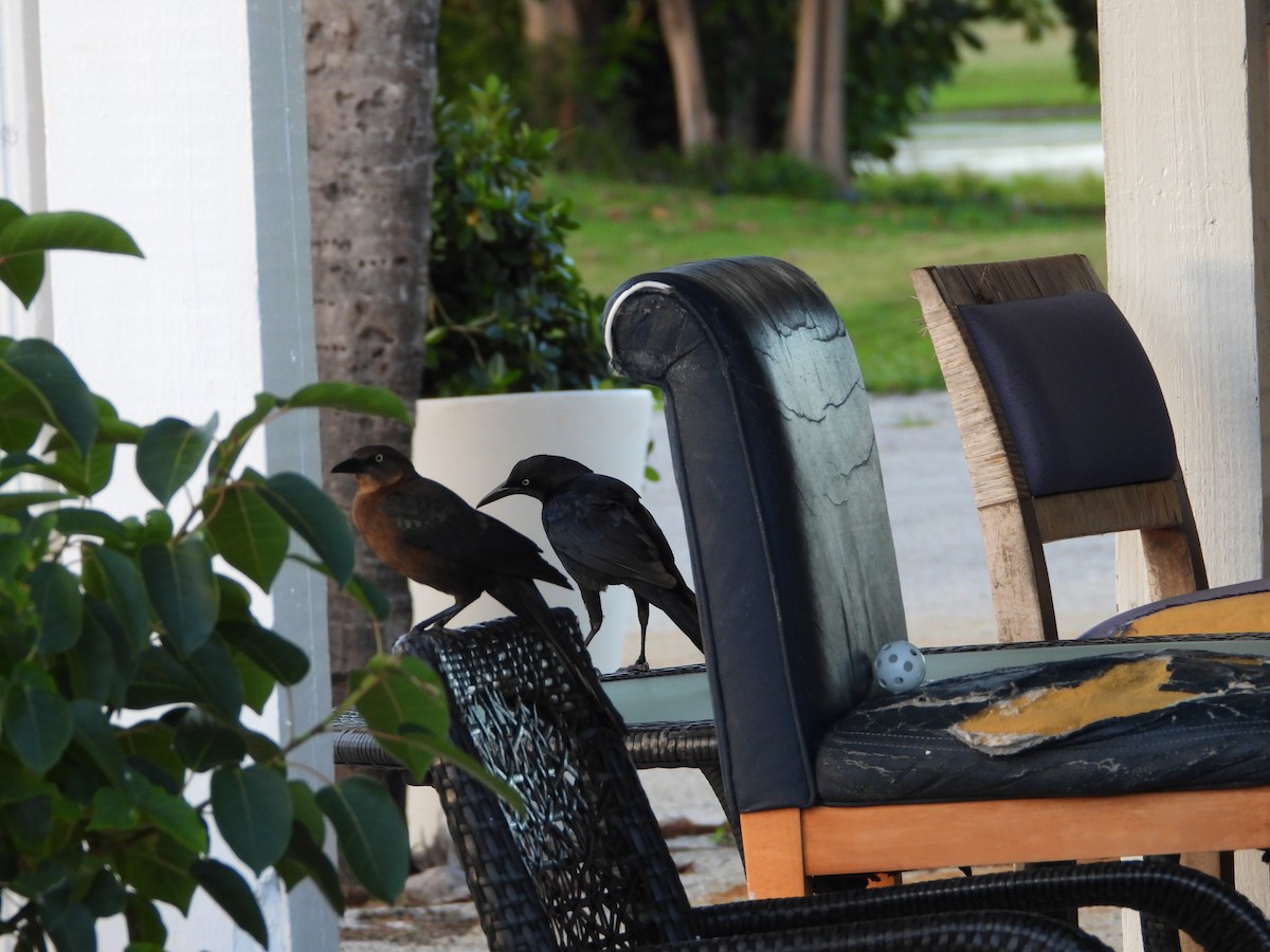 Boat-tailed Grackle - ML647032561