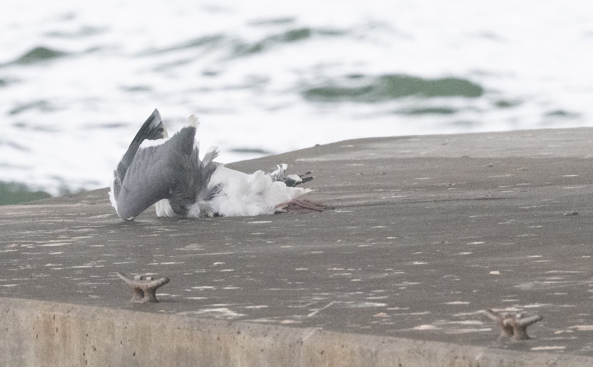 Batı Amerika Martısı - ML647032566