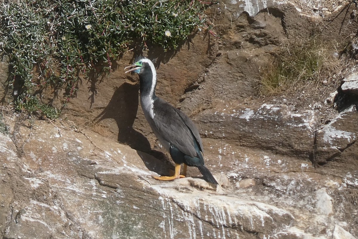 Spotted Shag - ML647032569