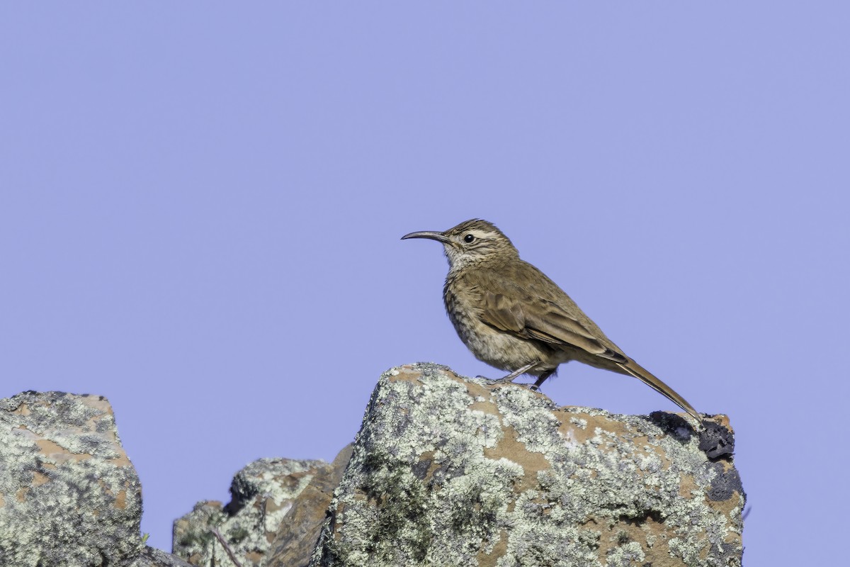 Scale-throated Earthcreeper - ML647032572