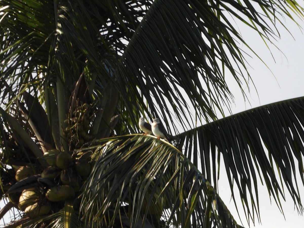 Боривітер американський - ML647032573