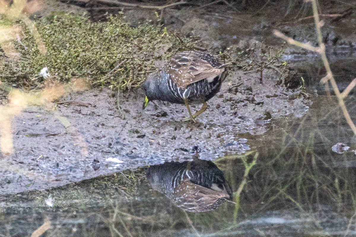 sivrikse - ML647032578