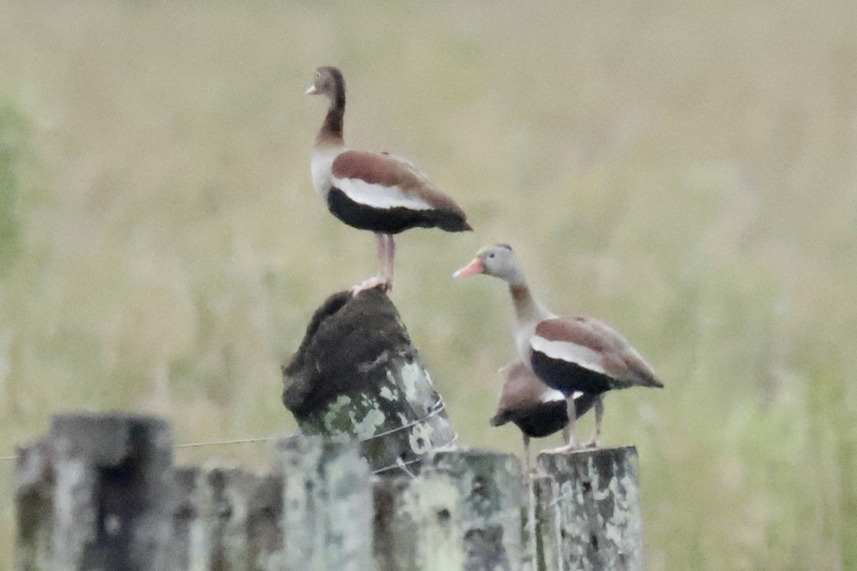 Красноклювая древесная утка - ML647032579