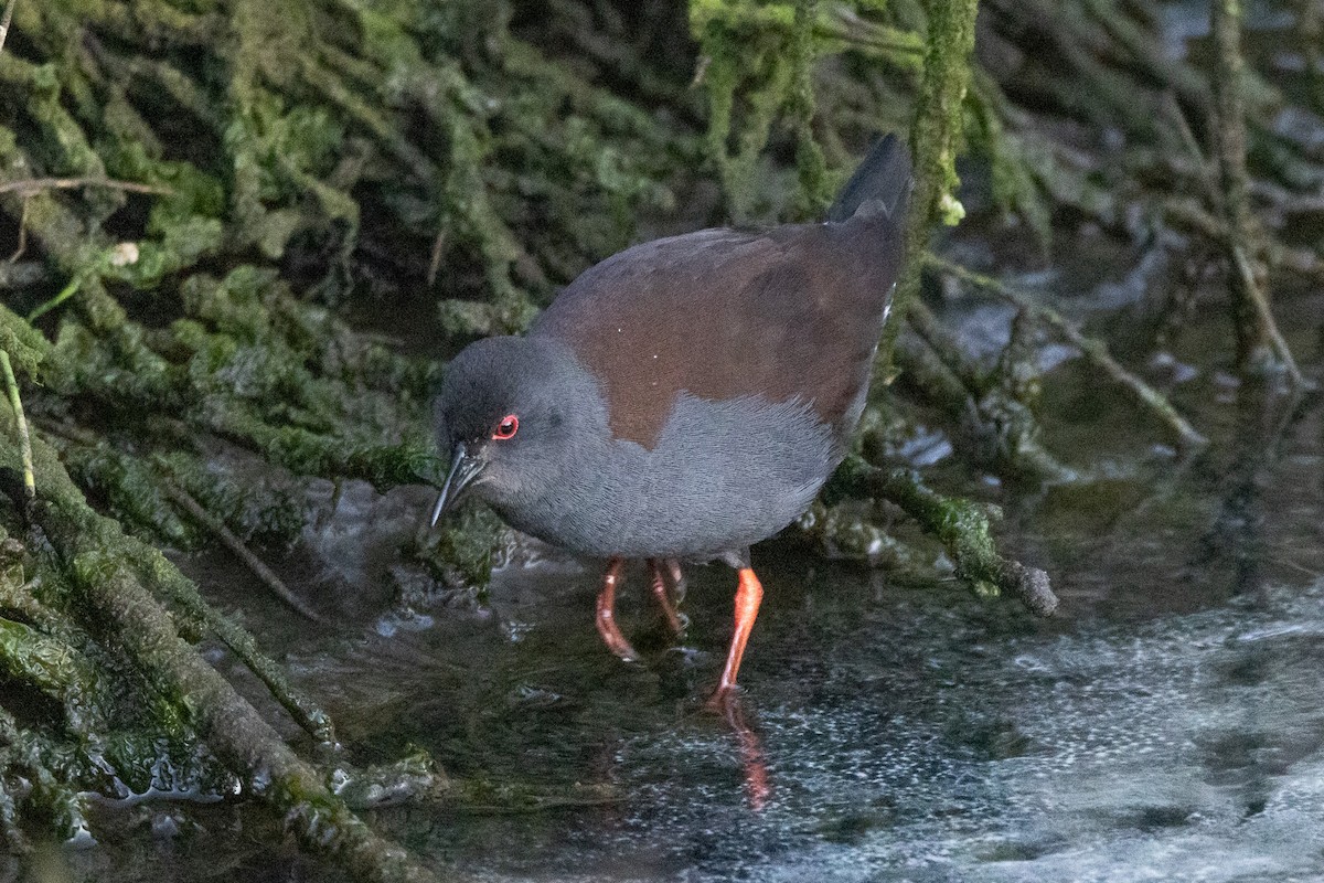 Spotless Crake - ML647032585