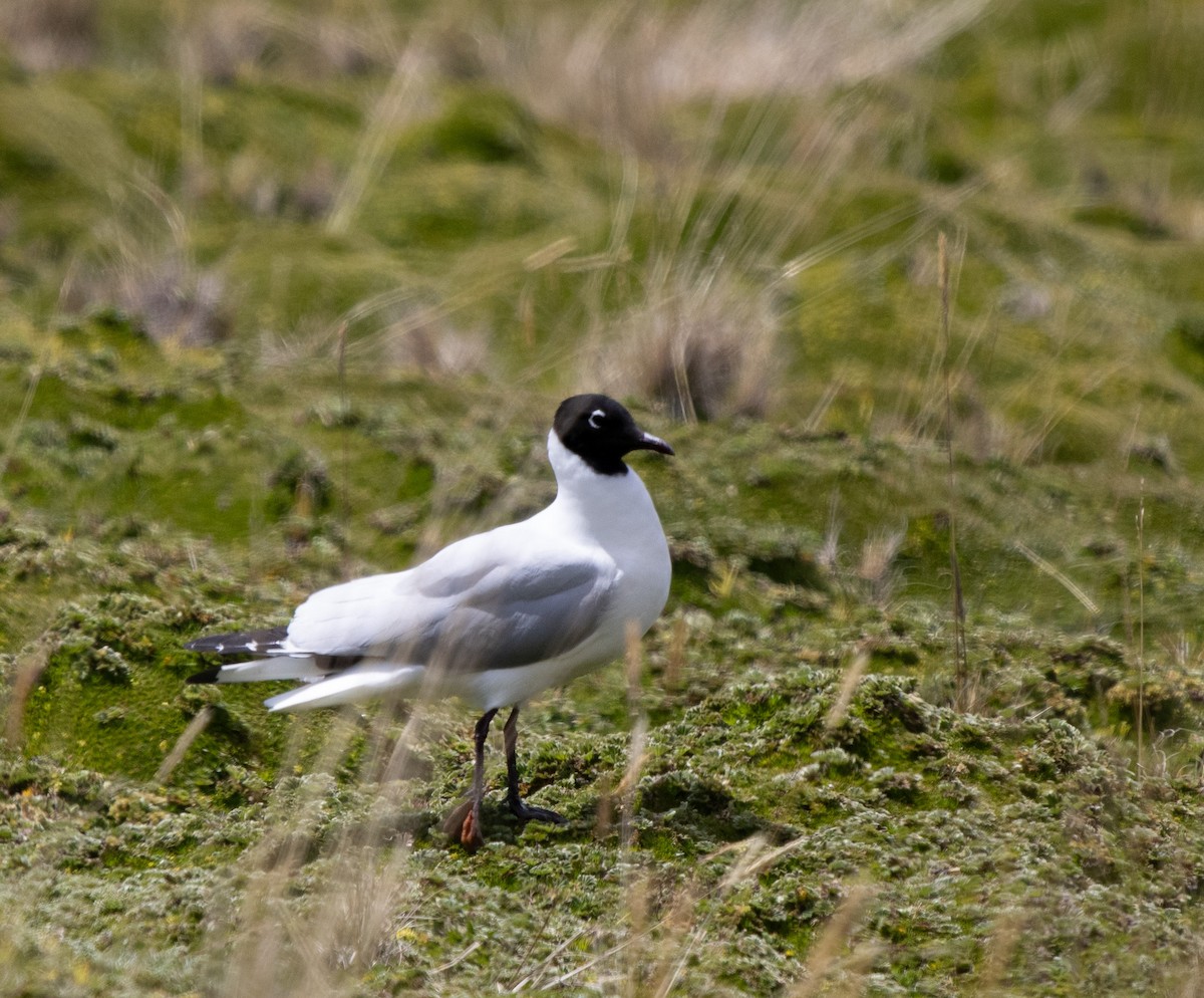 Andean Gull - ML647032587