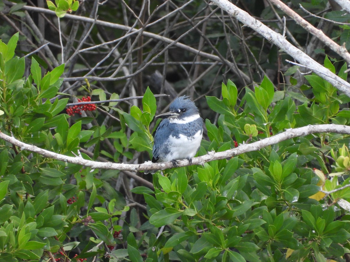 Рибалочка-чубань північний - ML647032589