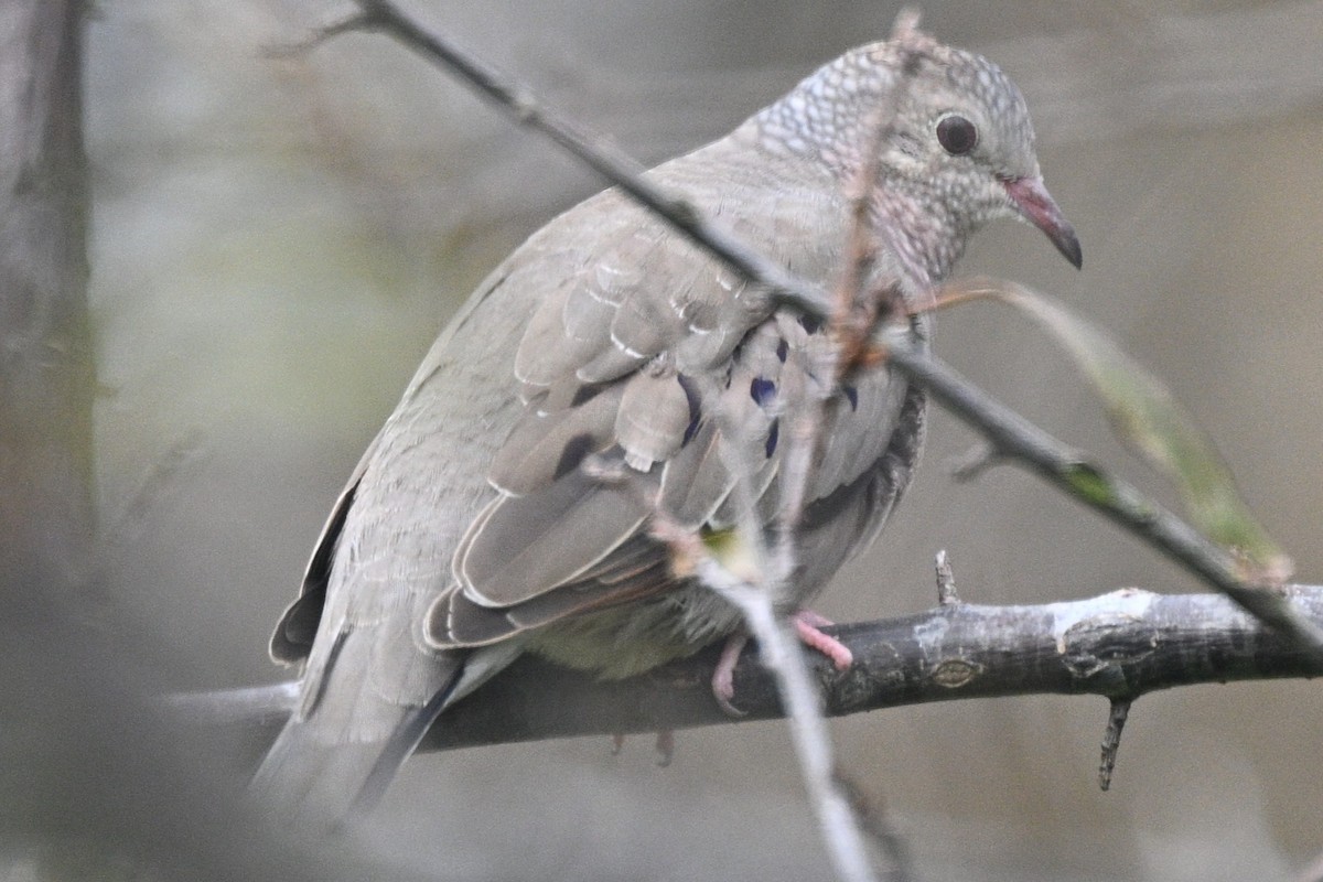 Common Ground Dove - ML647032591
