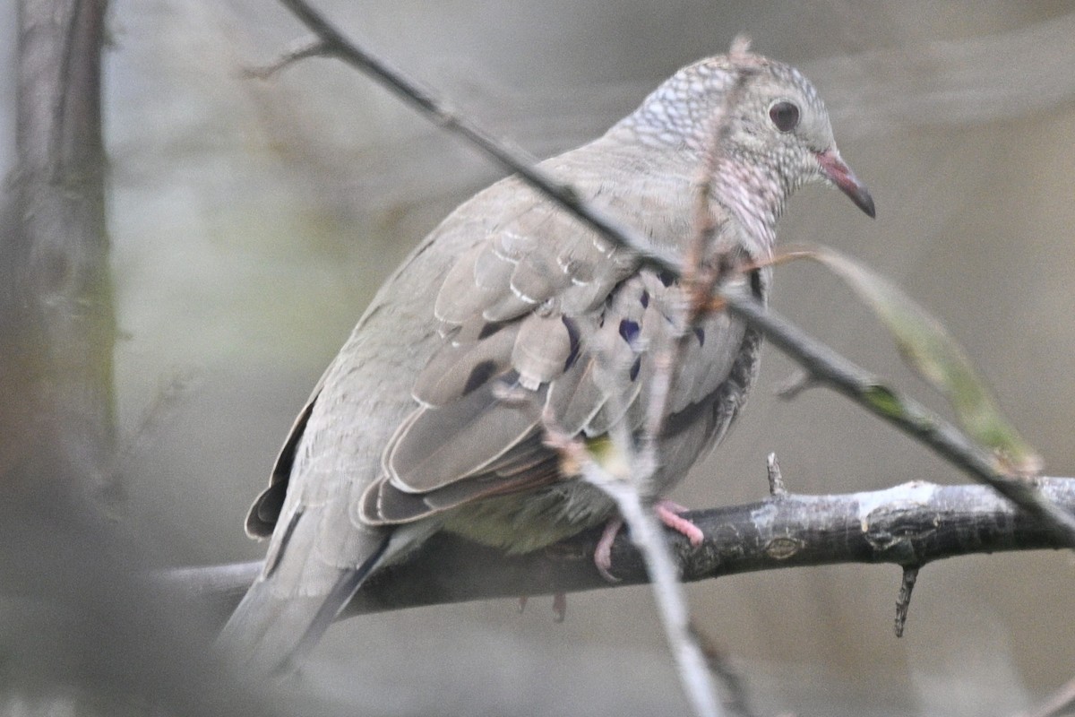Common Ground Dove - ML647032592