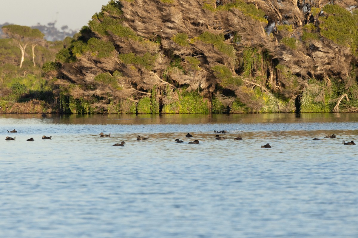 Лопастная утка - ML647032594