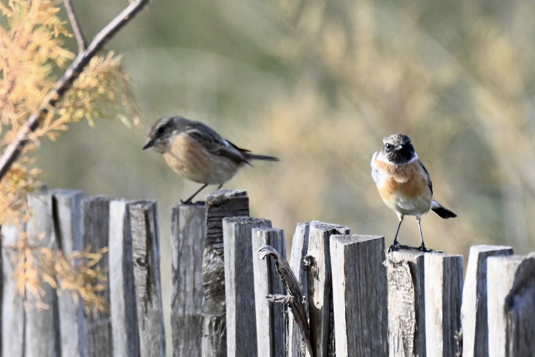 European Stonechat - ML647032598