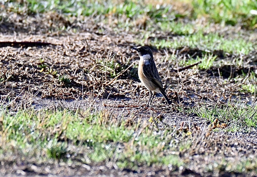 European Stonechat - ML647032599