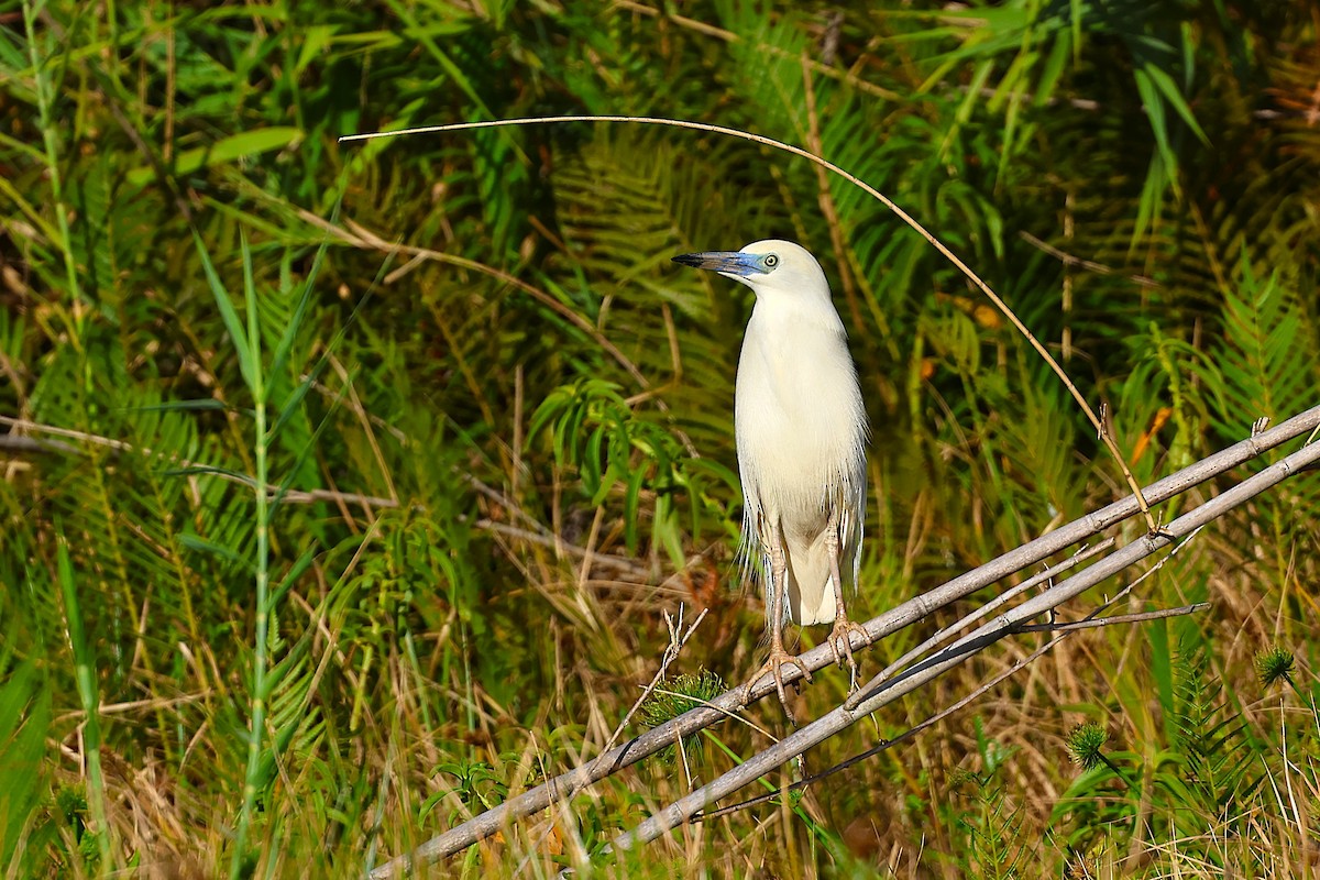 Чапля синьодзьоба - ML647032603