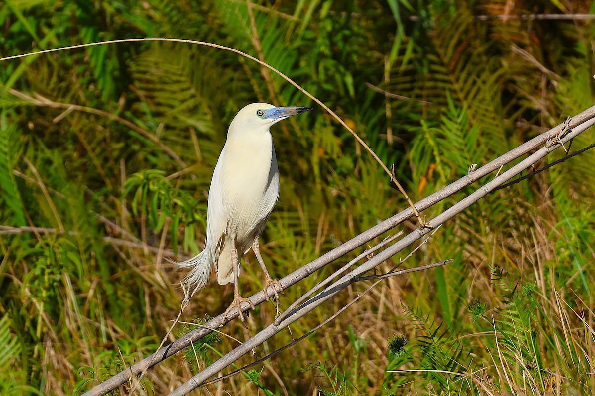 Чапля синьодзьоба - ML647032604