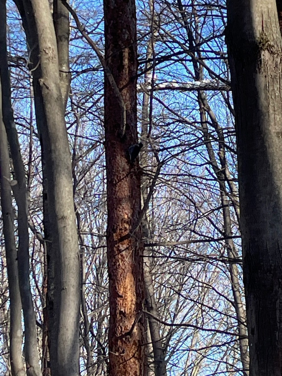 svartryggspett - ML647032609