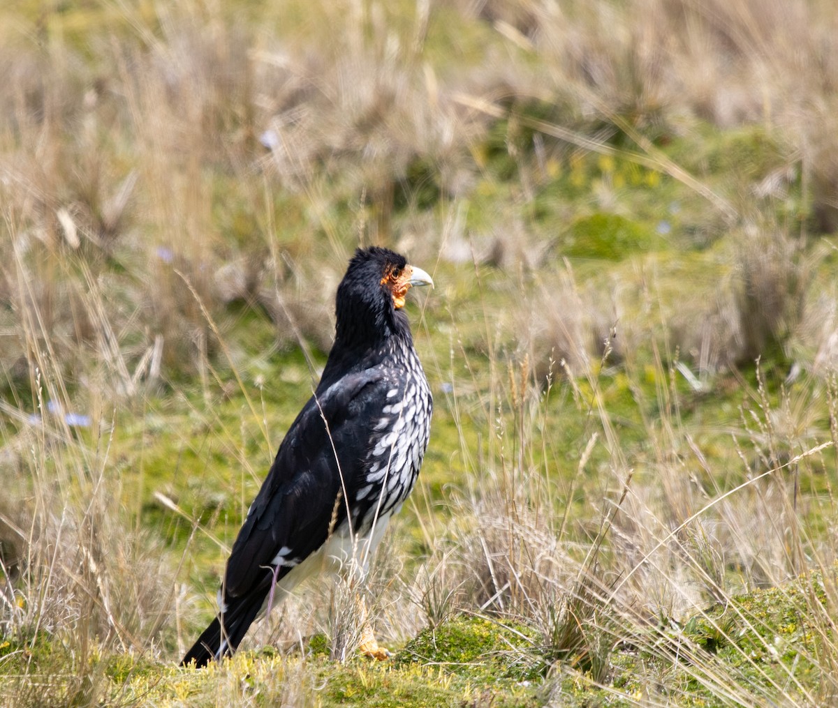 Carunculated Caracara - ML647032614